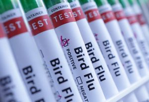 Japón detiene temporalmente las importaciones de productos avícolas desde dos estados brasileños