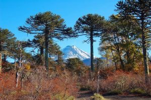 Abren convocatoria para Escuela REDAR dirigida a defensores ambientales y territoriales en Chile