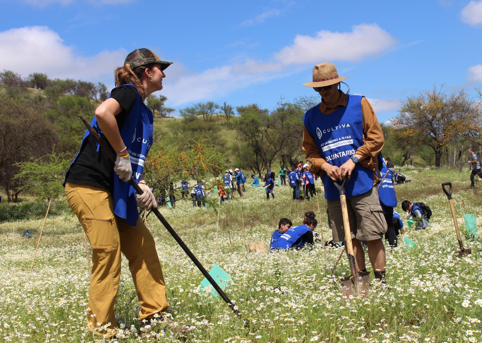Mil árboles nativos se reforestan en Viña del Mar tras devastador incendio
