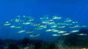 Científicos delinean acciones clave para la próxima Conferencia de los Océanos en Niza