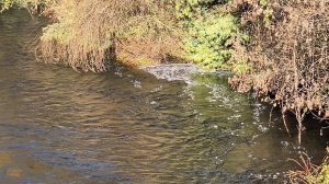 Persisten manchas lechosas y espuma en el río Damas de Osorno, vecinos exigen respuestas