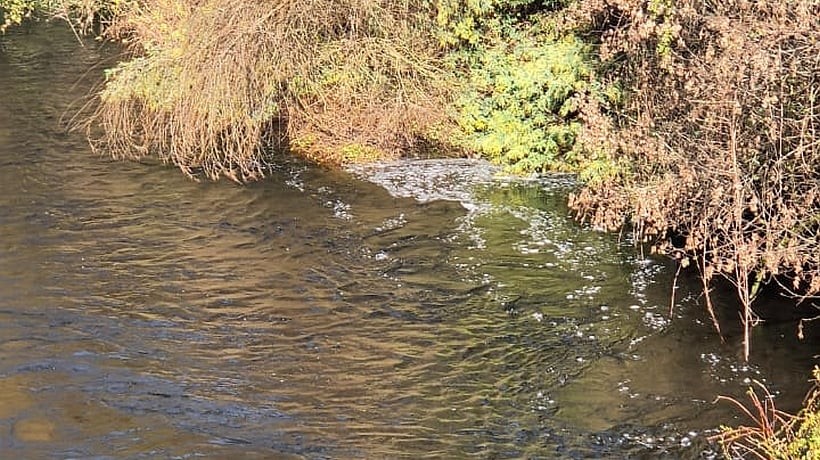 Persisten manchas lechosas y espuma en el río Damas de Osorno, vecinos exigen respuestas