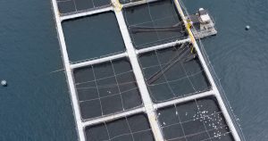 Tribunal en Magallanes absuelve a exgerentes de Nova Austral por fraude, pero los condena por contaminación ambiental