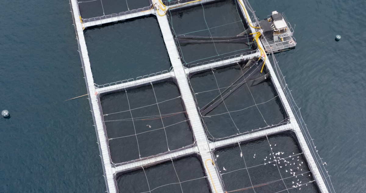 Tribunal en Magallanes absuelve a exgerentes de Nova Austral por fraude, pero los condena por contaminación ambiental