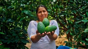 Perú se posiciona como líder en exportación de frutas, superando a Chile en 2025