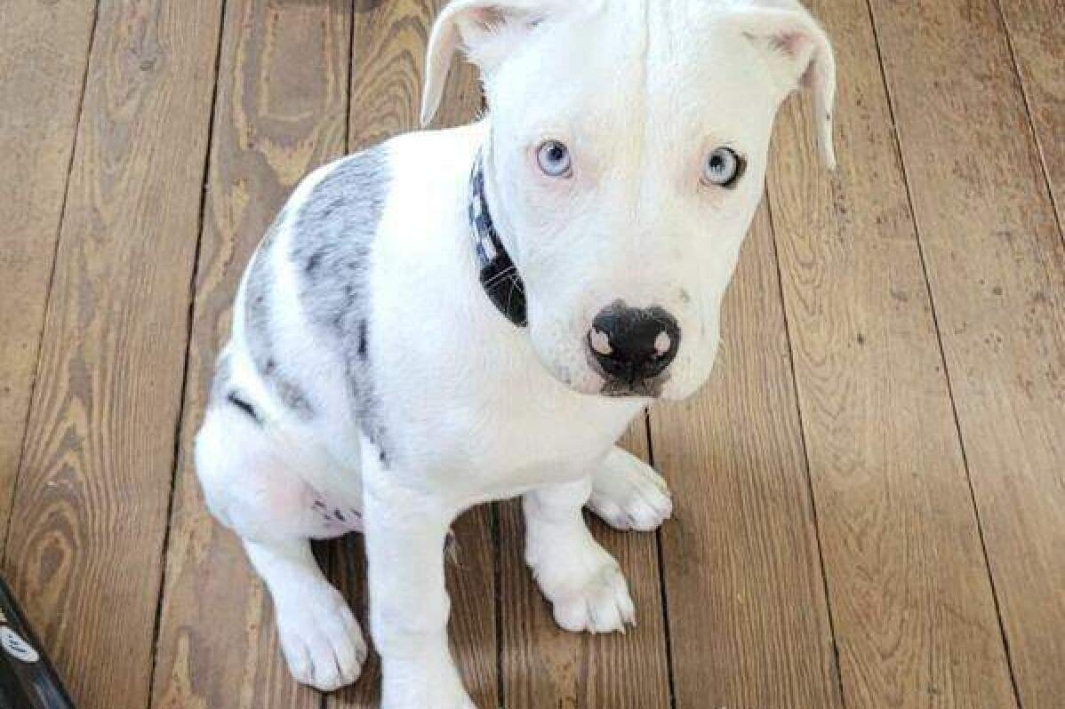 Louisiana considera legislación contra teorías conspirativas sobre chemtrails en medio de debates políticos